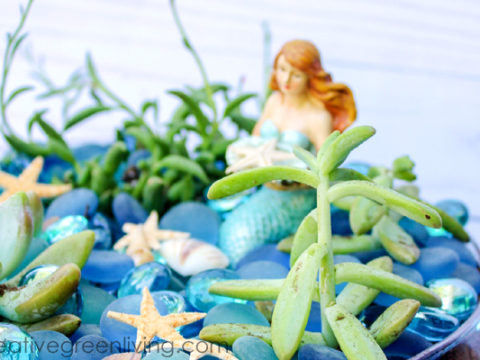 Image for How to Make a Mermaid Garden with Succulents