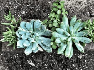Image for How to Make a Cute DIY Succulent Planter