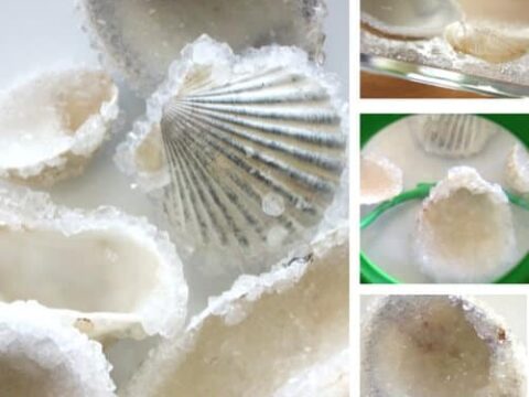 Image for How To Make Crystal Seashells With Borax