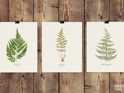 Image for Fern Botancial Prints