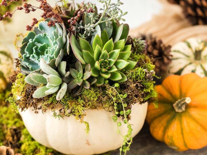 Image for How to Create a Succulent Pumpkin Centerpiece