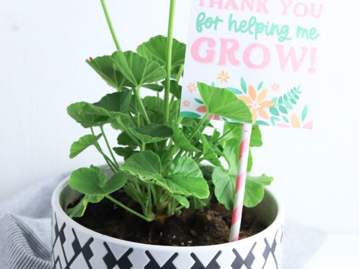 potted flower teacher gift