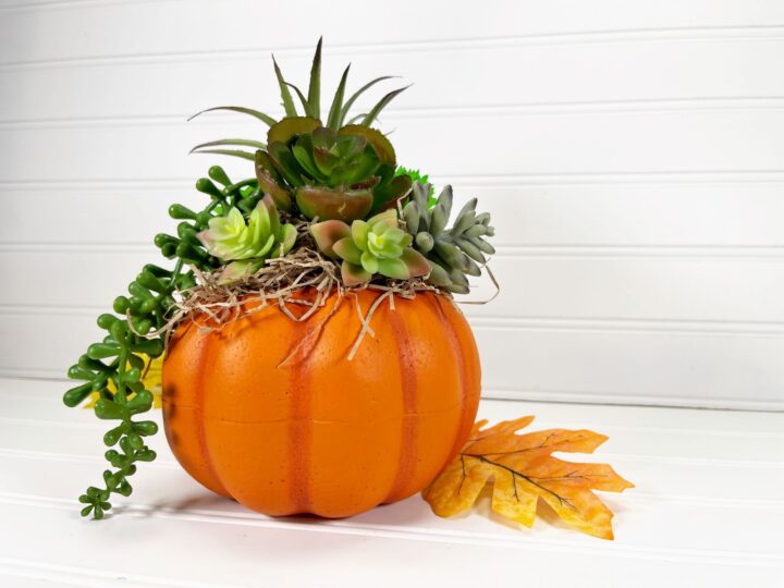 Image for Succulent Pumpkin 