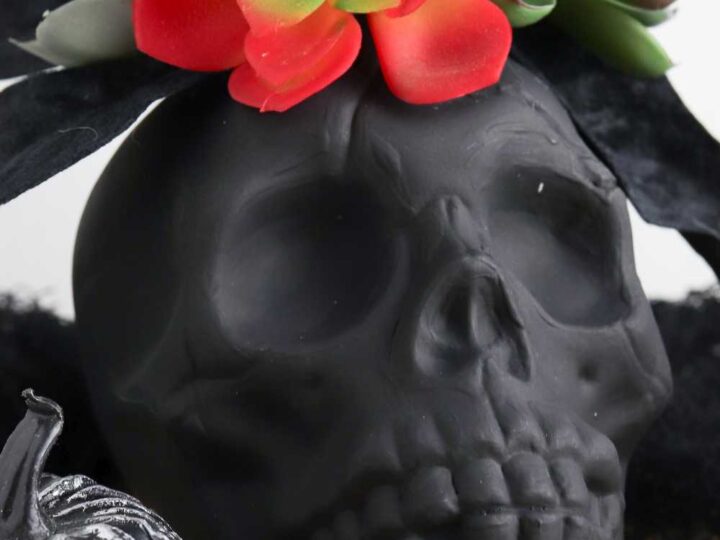 halloween succulents