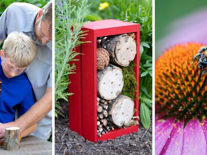 Image for How to Make a Bug Hotel